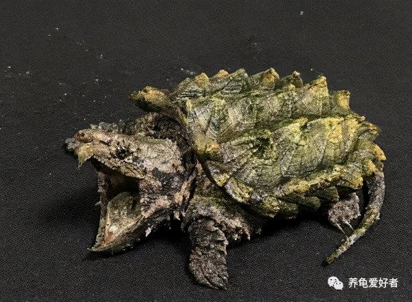 哪种乌龟最好养不生病