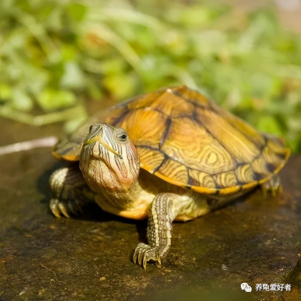 哪种乌龟最好养不生病