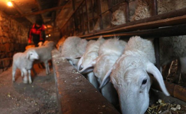 中国羊的品种有哪些