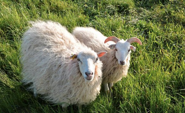 中国羊的品种有哪些