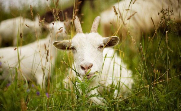 中国羊的品种有哪些