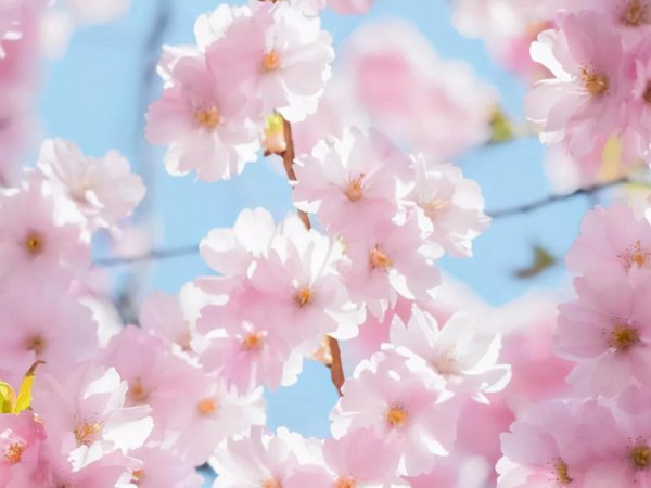 摩羯是什么象星座嘛