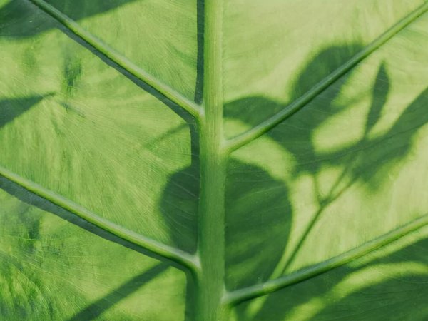 摩羯是什么象星座嘛