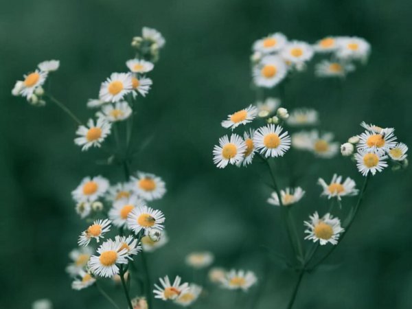 摩羯是什么象星座嘛