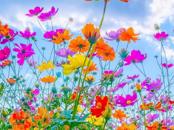 摩羯是什么象星座嘛