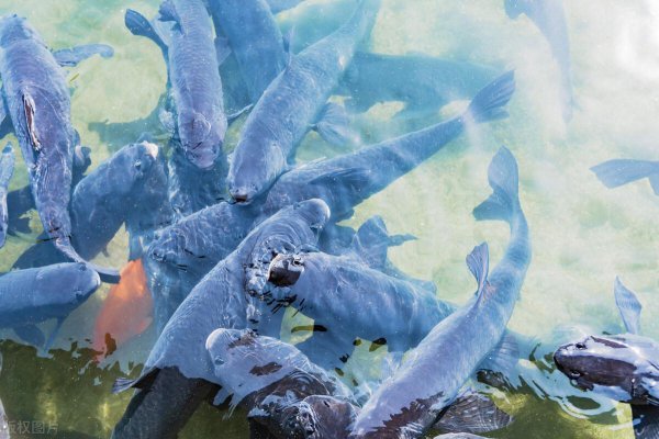 青鱼石有什么作用