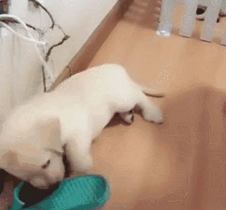 拉布拉多和金毛的区别