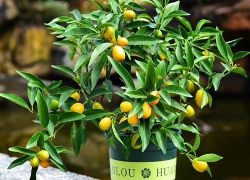 金豆耐寒最低温度