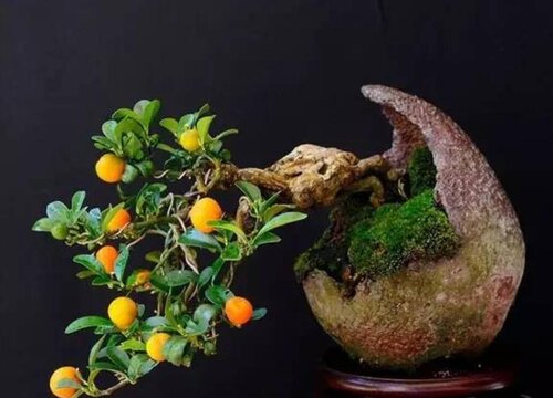 金豆耐寒最低温度