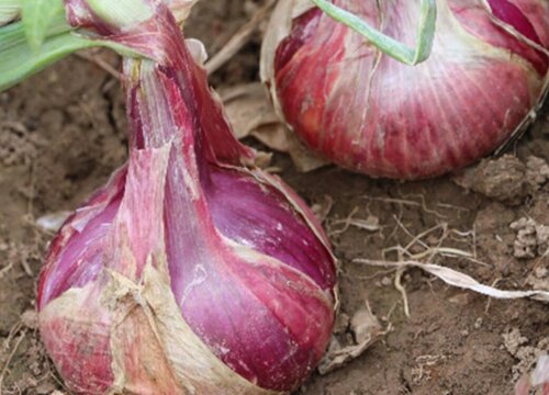 洋葱亩产量一般多少斤