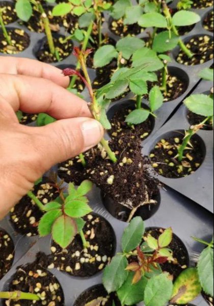 月季怎么扦插成活率高