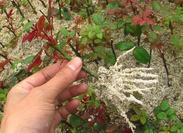 月季怎么扦插成活率高