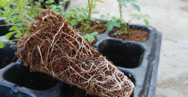 月季怎么扦插成活率高