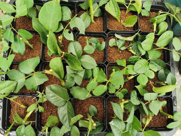 月季怎么扦插成活率高