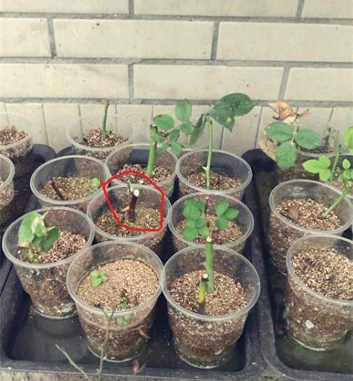 月季怎么扦插成活率高