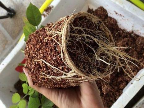 月季怎么扦插成活率高