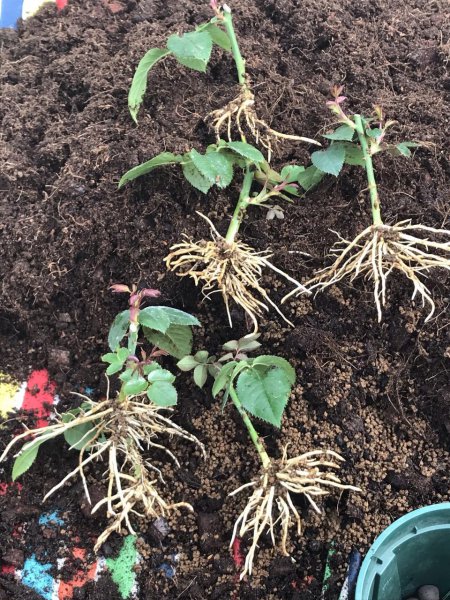 月季怎么扦插成活率高