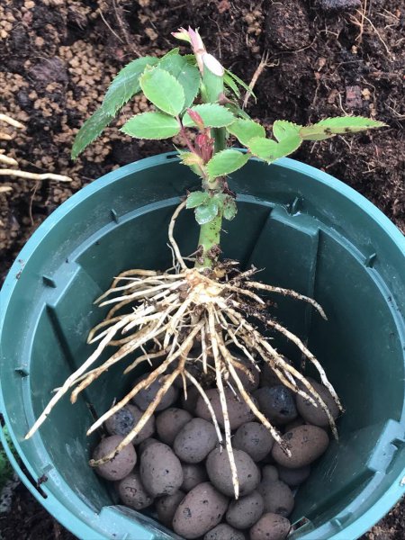 月季怎么扦插成活率高