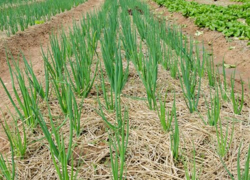 小葱用什么肥料长得快