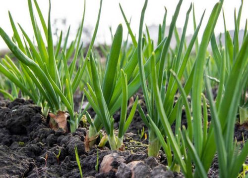 小葱用什么肥料长得快