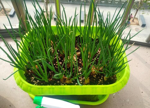 小葱用什么肥料长得快