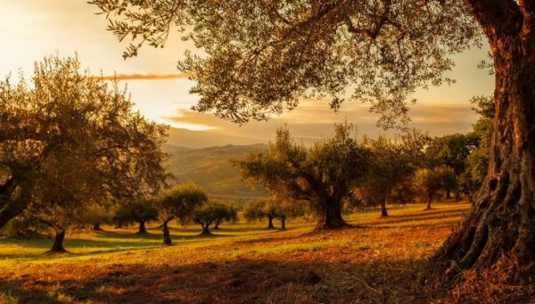 能玩死水瓶男的星座女