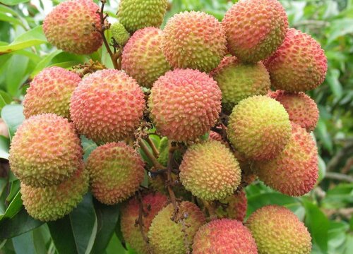 妃子笑什么时候成熟