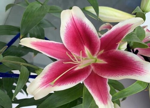 什么花的花语是永恒的友谊