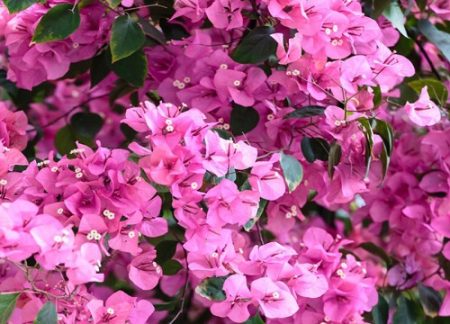 三角梅在秋季还没开花怎么做