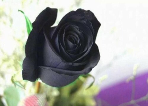 代表仇恨的花是哪些花