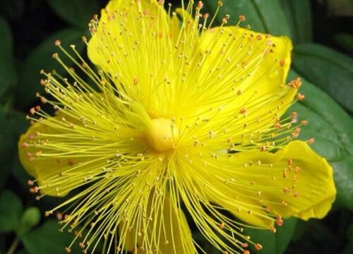 代表仇恨的花是哪些花