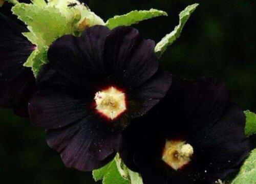 代表仇恨的花是哪些花