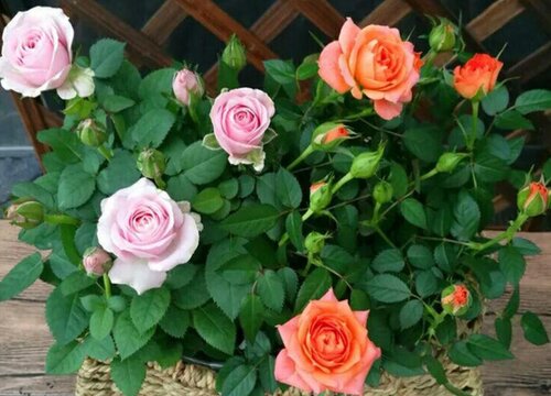 玫瑰花用什么土种植最好