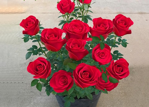 玫瑰花用什么土种植最好