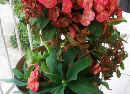 麒麟花烂根怎么办