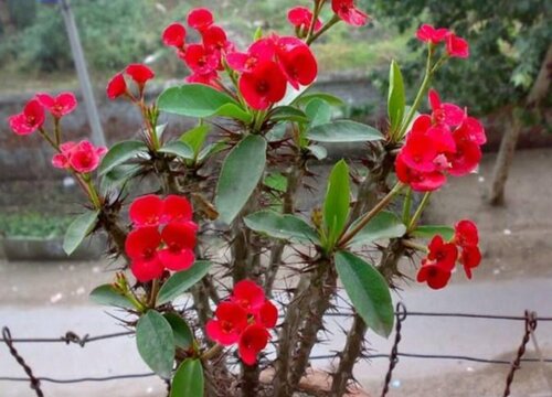 麒麟花烂根怎么办