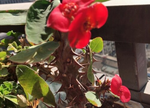 麒麟花烂根怎么办