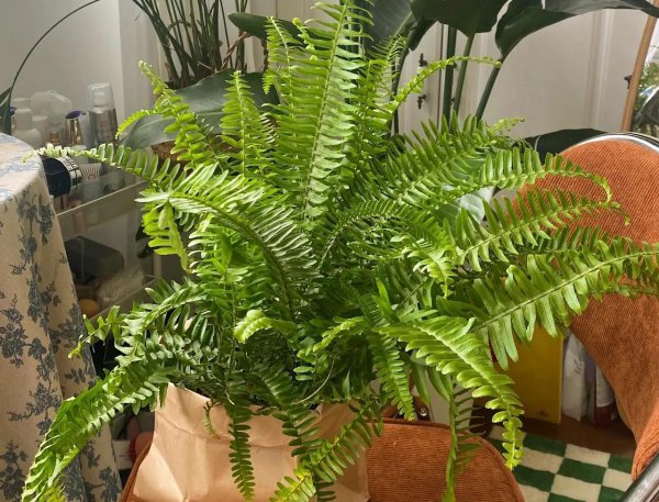 哪种花除甲醛效果最好又安全