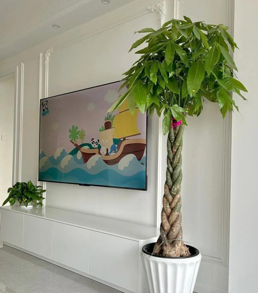 哪种花除甲醛效果最好又安全