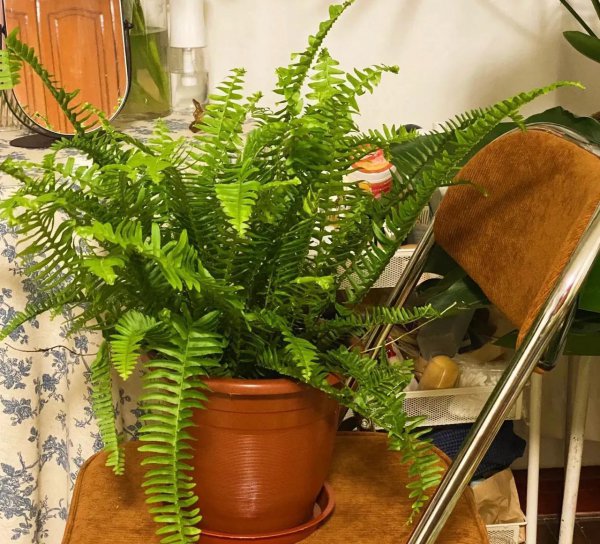 哪种花除甲醛效果最好又安全