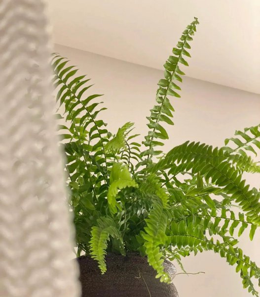 哪种花除甲醛效果最好又安全