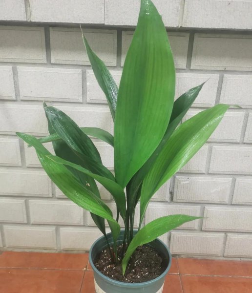 哪种花除甲醛效果最好又安全