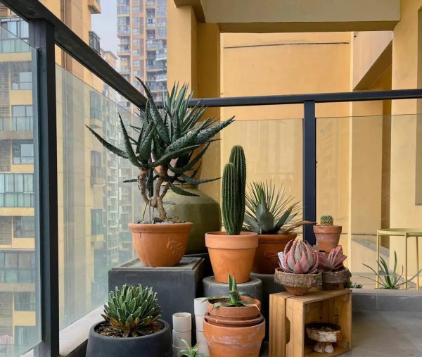 哪种花除甲醛效果最好又安全