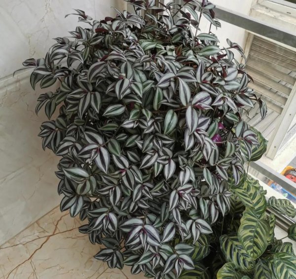 哪种花除甲醛效果最好又安全