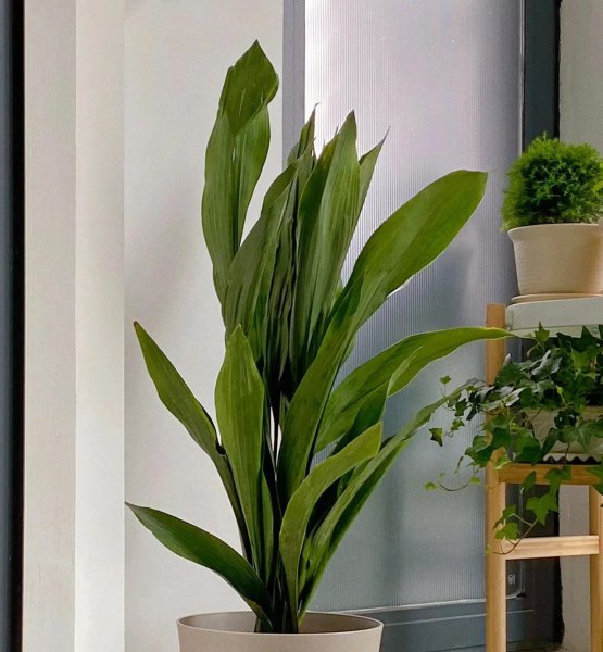 哪种花除甲醛效果最好又安全