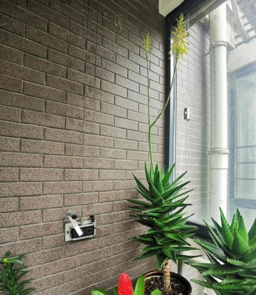 哪种花除甲醛效果最好又安全