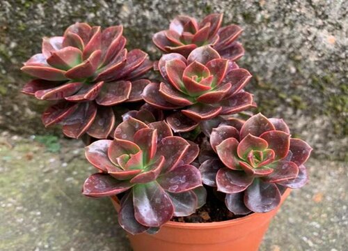 养殖多肉植物需要注意什么