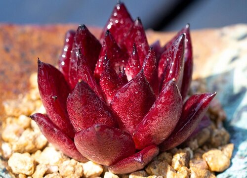 养殖多肉植物需要注意什么