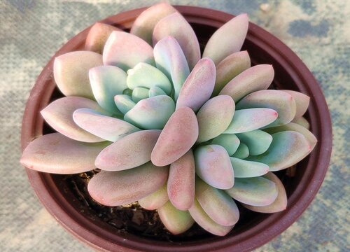 养殖多肉植物需要注意什么