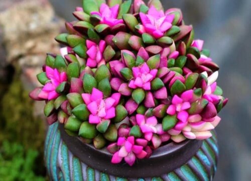 养殖多肉植物需要注意什么